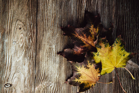 秋天的木制背景绿色和黄色的叶子平铺图片