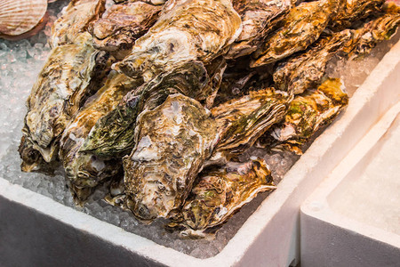 白泡沫箱上新鲜的牡蛎在日本黑龙图片