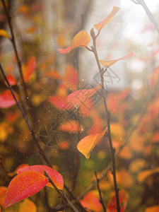 秋叶的背景秋天的背景图片