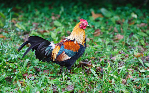 绿色自然背景的多彩公鸡农场上的棕色公鸡图片