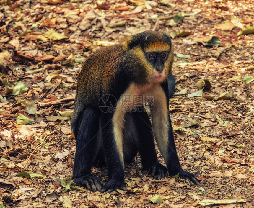 加纳猴子肖像Cercoptithecus图片