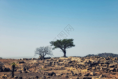 加纳乡村的一棵树图片