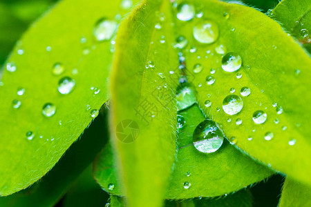 明亮的绿树叶上的雨滴蜂蜜节图片