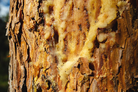 松树皮和油树脂从树皮松树和脂附近的图片