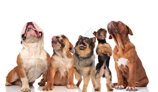 5只可爱的狗在喘气图片