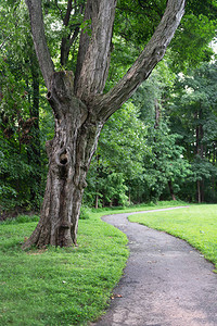 一条古老的树在新泽西莫里斯敦的一个夏令营图片