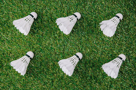 在绿草坪上排列的玩羽毛球的白背景图片