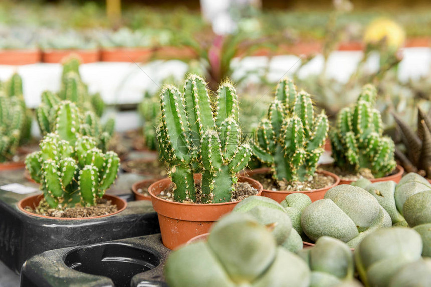 Cacti和花盆中不同种类的succ图片