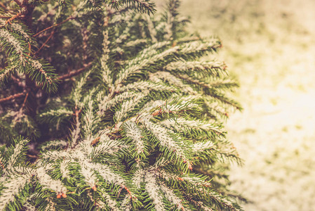上面有雪圣诞墙纸概念的天然棕树野生背景图片