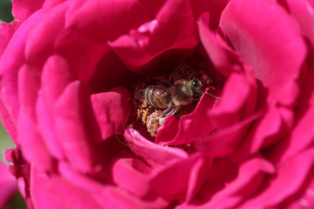 蜜蜂在粉红玫瑰上休息图片