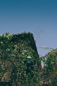 绿色常春藤覆盖的老式房子图片