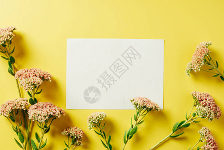 黄色背景上排列着美丽的野花和空图片