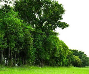 公园背景的绿树园自然环境图片