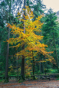 夏末的森林树木和绿色黄色和橙色的灌木丛叶图片