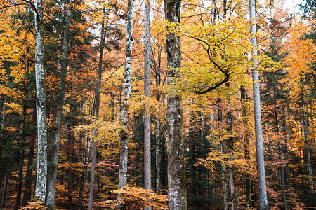 秋季有黄色和橙色灌木叶的林木图片