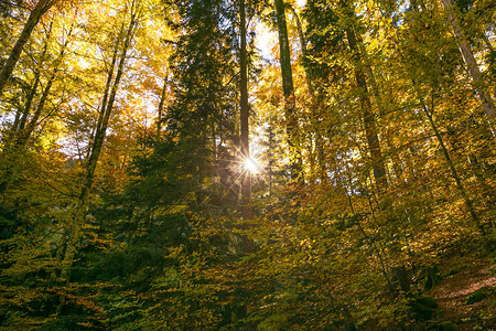 夏天阳光穿过森林树木的树叶图片