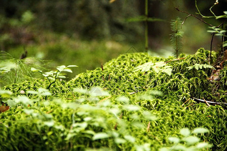 森林凹凸处的绿草和植物图片