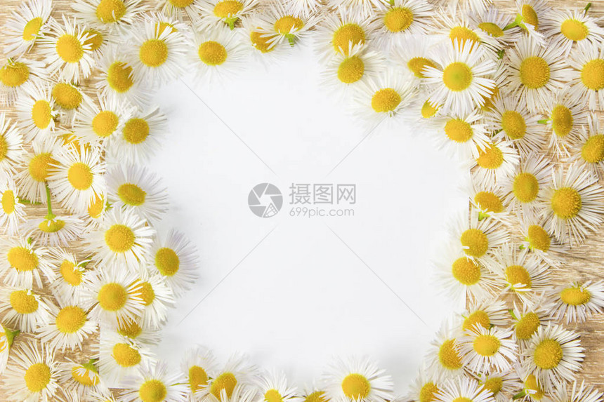 白色背景上的洋甘菊框架图片