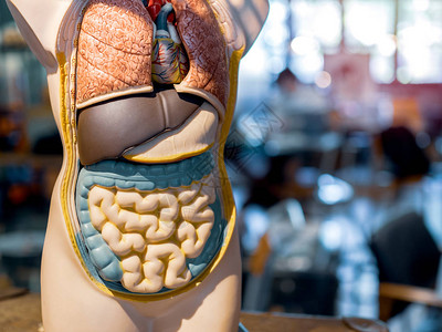 具有器官系统的人体模型的一部分图片