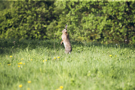 欧洲兔子Lepus在其自图片