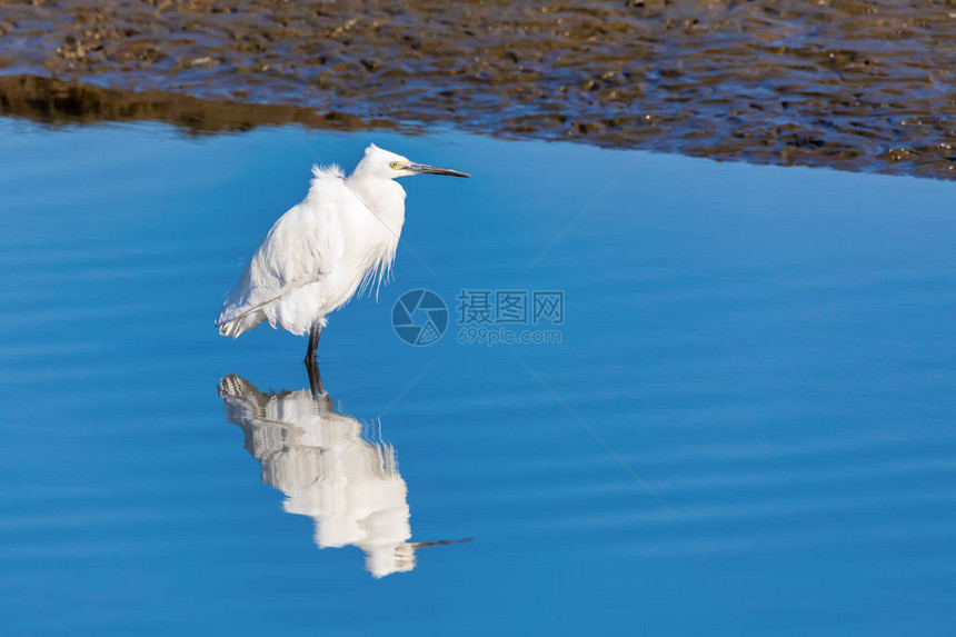 在沃尔维斯湾保留地的白海龙鸟Grat图片