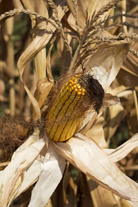 在田间准备收获的成熟玉米图片