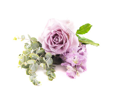 白色背景的紫玫瑰花和绿叶与世隔图片