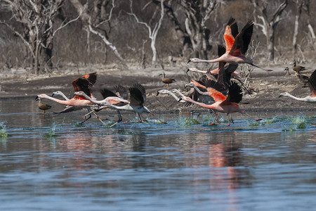 沼泽的粉红色火烈鸟图片