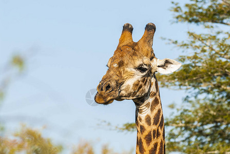 在自然的南非长颈鹿图片