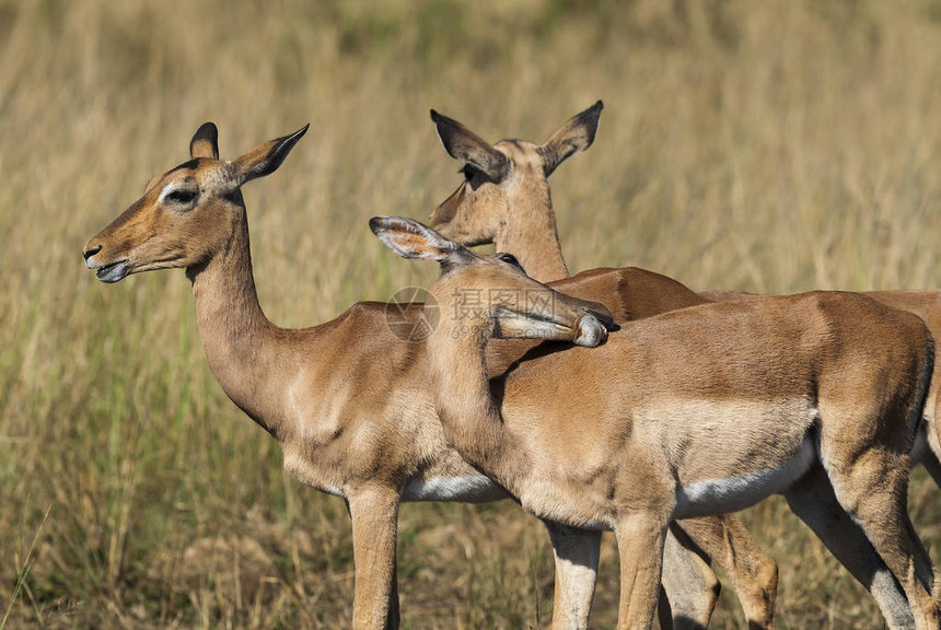 南非的野生黑斑羚图片
