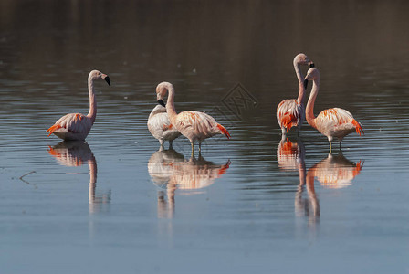 沼泽的粉红色火烈鸟图片