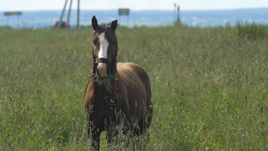 马在草地上吃草马在夏天的绿图片