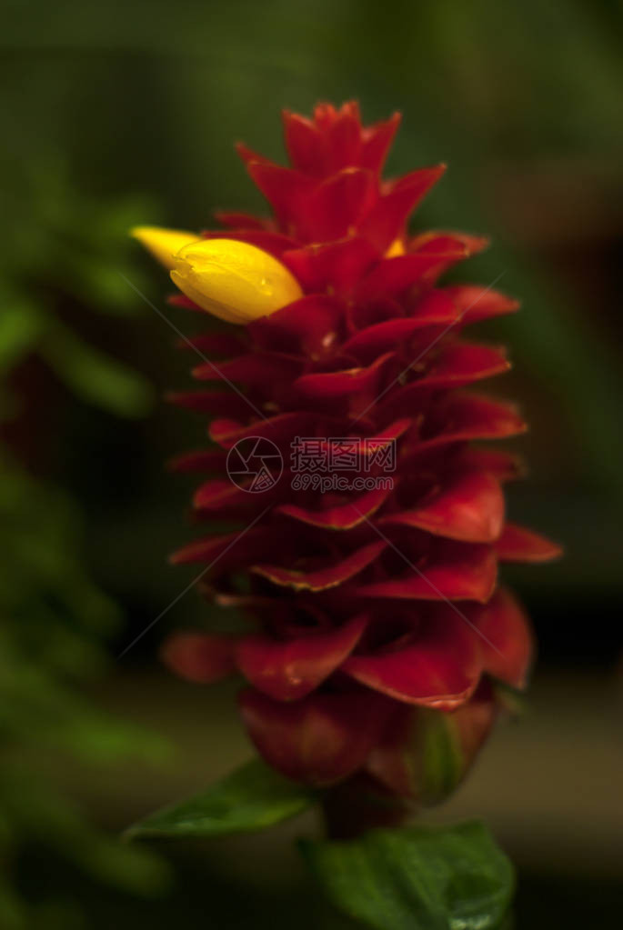 美丽的红色花序与CostuscomosusRedTowerGin图片