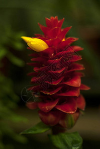 美丽的红色花序与CostuscomosusRedTowerGin背景图片