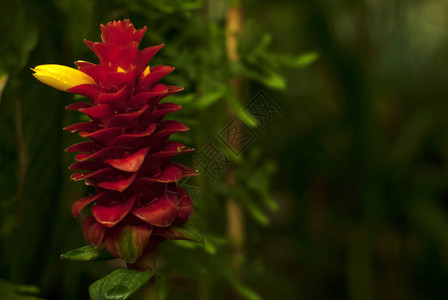 美丽的红色花序与CostuscomosusRedTowerGin背景图片