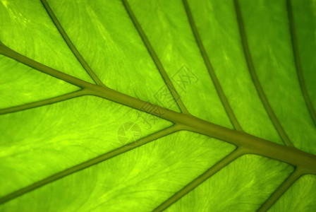 植物背景具有自然静脉的热带植物宽图片