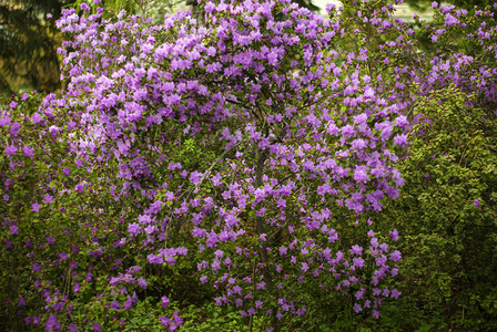 rhododendron的灌木丛图片