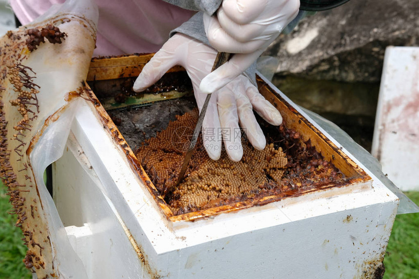 将无刺的蜜蜂转移至新的蜂巢三边米利平尼聚居图片