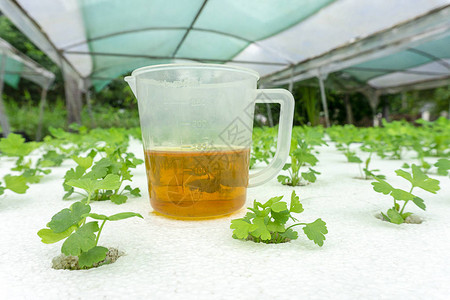 在农业场种植的茶叶蔬菜中水图片
