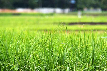 绿色水稻田的近视图像图片