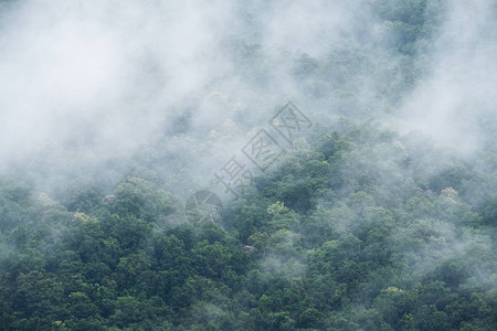 浓雾笼罩热带雨林的特写镜头图片