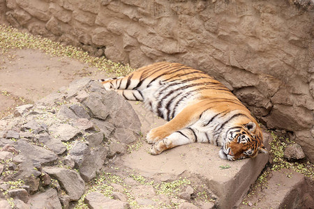 老虎在动物园里休息图片