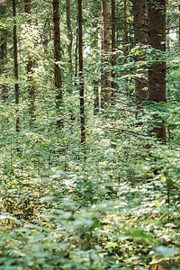 美丽的夏日公园森林有灌木和绿叶的奇幻景观荒野中的野生森林木材加拿图片