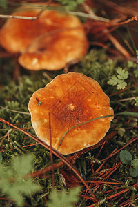 秋天森林草原上方的景象林木中的蘑菇是Fungusbolletus图片