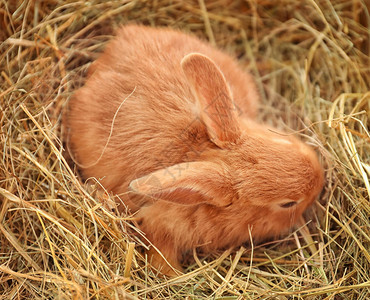 稻草上可爱的蓬松兔子图片