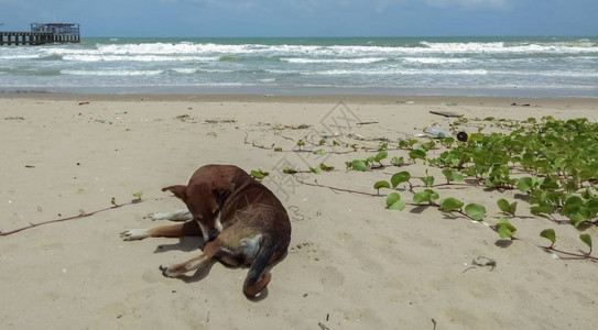 躺在海边的狗图片