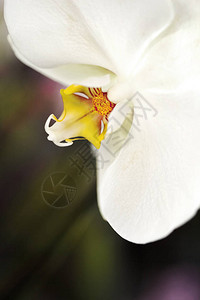 美丽兰花的微距摄影图片