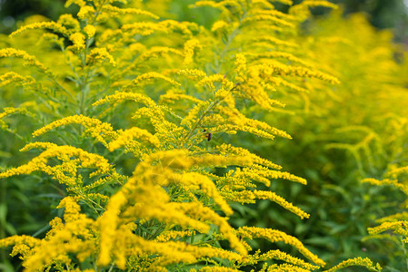 在炎热的夏日繁衍明亮的黄色大花朵通常图片