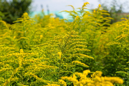 在炎热的夏日繁衍明亮的黄色大花朵通常背景图片