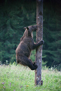 棕熊在其自然栖息地爬树图片